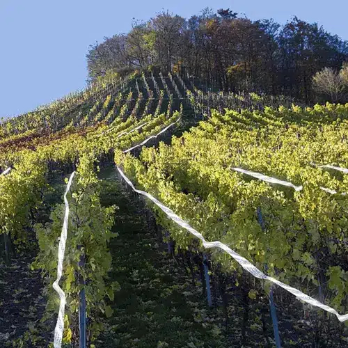 Reflexná ochranná páska proti vtákom s holografickým efektom – 45 m (WNDR21040) - Image 4