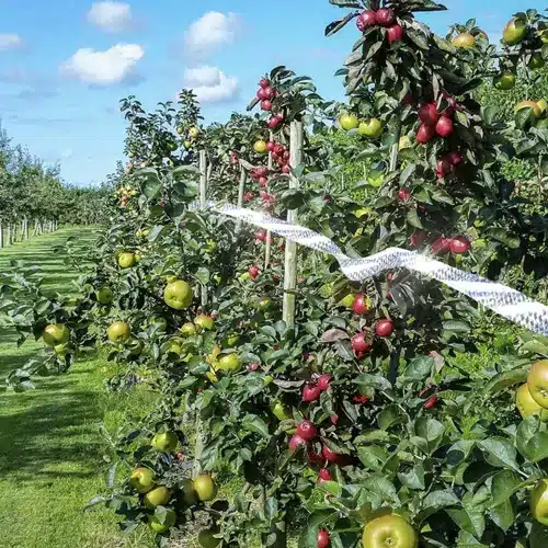 Reflexná ochranná páska proti vtákom s holografickým efektom – 45 m (WNDR21040) - Image 7