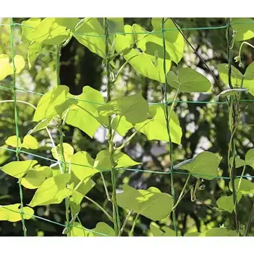 Sieť na popínavé rastliny – 2 × 20 m – Ideálna podpora pre vašu úrodu (WNDR23980) - Image 2