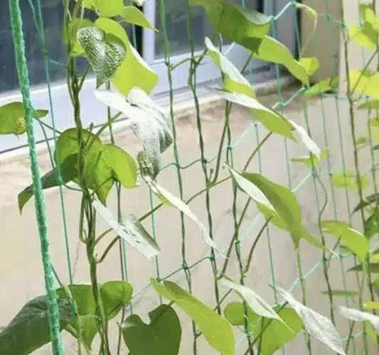 Sieť na popínavé rastliny – 2 × 20 m – Ideálna podpora pre vašu úrodu (WNDR23980) - Image 4